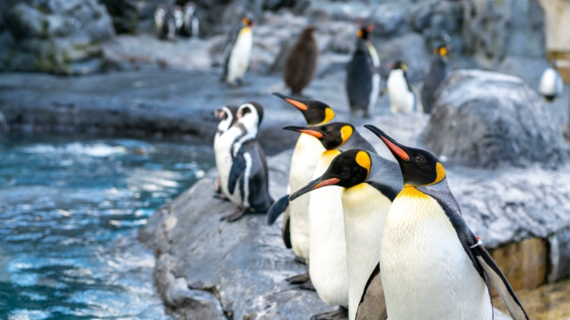 Destination Hokkaido Niseko Real Estate